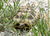 Schildkrötengarten