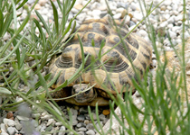 Schildkroetengarten